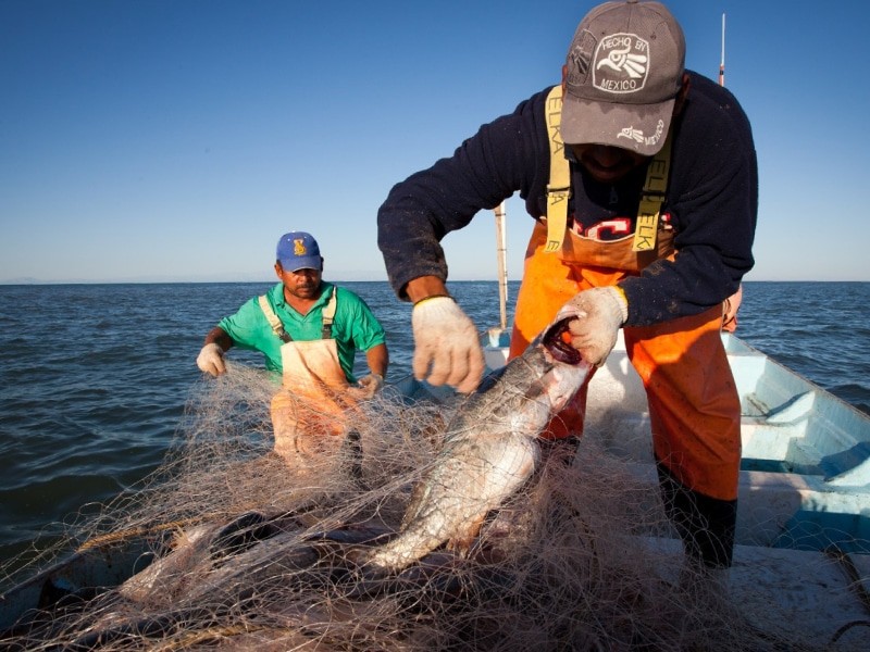 Concluye la pesca del mero e inicia la veda 2026 en Yucatán
