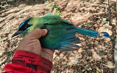 Reportan muerte de aves en el oriente, debido al frío