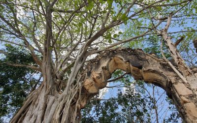 Se suman meridanos al rescate de la reserva Cuxtal