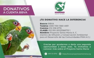 Hay un ave invasora en Yucatán que alerta a especialistas