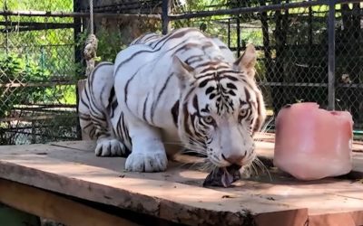 Avanza Mérida en la conservación de la fauna silvestre con responsabilidad, ciencia y corazón