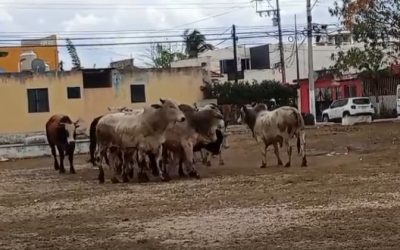 Se escapan 15 toros en Tizimín