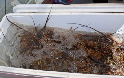 Concluye la temporada de captura de langosta en Yucatán